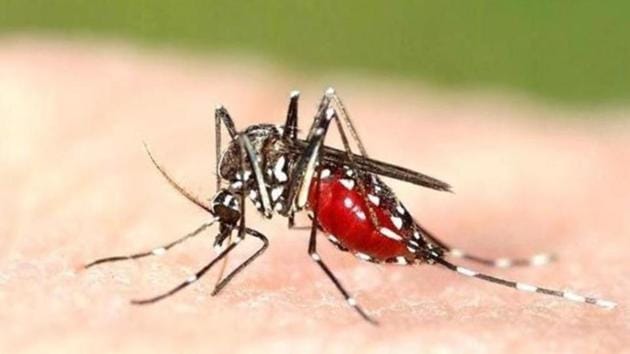 Dengue fever, a disease spread mainly by the Aedes egypti mosquito causes fever, rashes, and terrible aches, and can also lead to shock and death.(HT File)