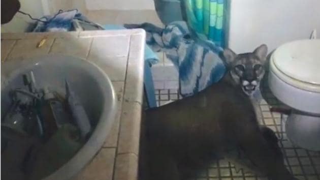 Authorities said the mountain lion didn’t threaten anybody. (Facebook/@tuolumnecountysheriff) Authorities said the mountain lion didn’t threaten anybody. (Facebook/@tuolumnecountysheriff)
