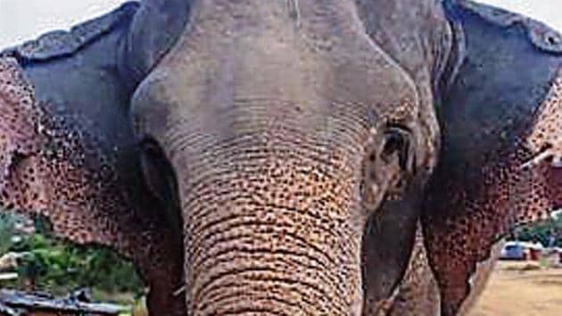 A recent photo of Lakshmi shared by the family of her caretaker, Yusuf Ali. (SOURCED) A recent photo of Lakshmi shared by the family of her caretaker, Yusuf Ali. (SOURCED)