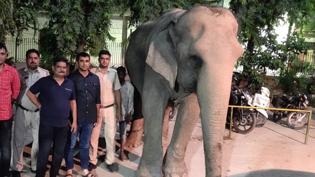 Delhi’s last elephant Lakshmi went missing on July 6 this year. (HT Photo) Delhi’s last elephant Lakshmi went missing on July 6 this year. (HT Photo)