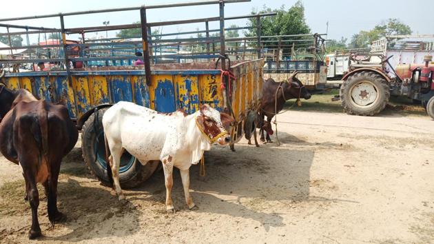 The cattle market at Dhanaula town in Barnala district, Punjab.(HT PHoto)