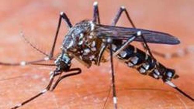 Hospitals notify the PMC about the dengue patients and then send samples to the National Institute of Virology (NIV) to confirm the presence of the disease (PICTURE FOR REPRESENTATIONAL PURPOSES ONLY) Hospitals notify the PMC about the dengue patients and then send samples to the National Institute of Virology (NIV) to confirm the presence of the disease (PICTURE FOR REPRESENTATIONAL PURPOSES ONLY)