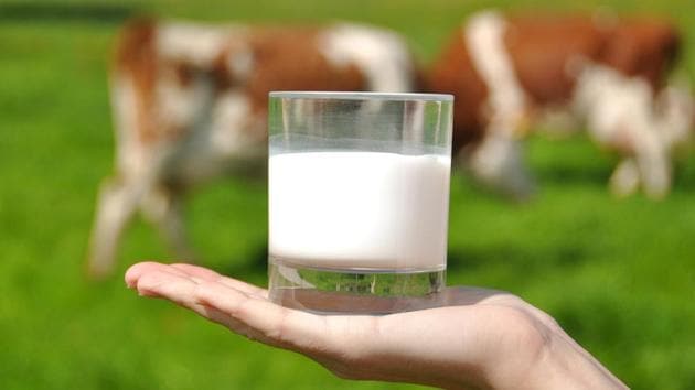 Major dairy cooperatives said New Zealand’s entry and possible duty-free imports of skimmed milk powder could price out 100 million farmers at a time when the economy is the midst of a worrying slowdown. (HT FILE) Major dairy cooperatives said New Zealand’s entry and possible duty-free imports of skimmed milk powder could price out 100 million farmers at a time when the economy is the midst of a worrying slowdown. (HT FILE)