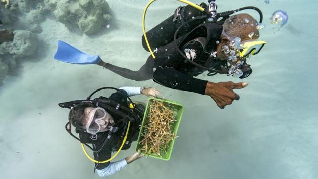 Divers Everton Simpson (R), and Andrew Todd bring staghorn coral from a coral nursery. Bits of fishing line are used to tie clusters of staghorn coral onto rocky outcroppings — a temporary binding until the coral’s limestone skeleton grows and fixes itself onto the rock. The goal is to jumpstart the natural growth of a coral reef. And so far, it’s working. (David J. Phillip / AP)