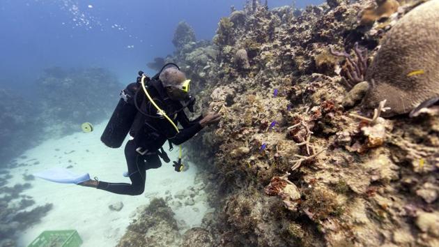 Peter Gayle has been a marine biologist at Discovery Bay since 1985. “Before 1980, Jamaica had healthy coral,” he noted. Then disasters struck. The first calamity was 1980’s Hurricane Allen, “Its 40-foot waves crashed against the shore and basically chewed up the reef.” That same decade, a mysterious epidemic killed more than 95% of the black sea urchins in the Caribbean, while overfishing ravaged fish populations. (David J. Phillip / AP)