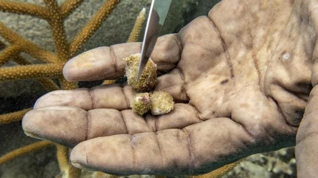 Simpson removes snails from staghorn coral. Coral reefs are often called “rainforests of the sea” for the astonishing diversity of life they shelter. Just 2% of the ocean floor is filled with coral, but the branching structures — shaped like everything from reindeer antlers to human brains — sustain a quarter of all marine species. (David J. Phillip / AP)