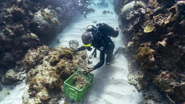 Everton Simpson grabs a handful of staghorn, to be planted. Today, the corals and tropical fish are slowly reappearing, thanks in part to a series of careful interventions. Convincing lifelong fishermen to curtail when and where they fish and controlling the surging waste dumped into the ocean are trickier endeavors. Still, slowly, the comeback effort is gaining momentum. (David J. Phillip / AP)