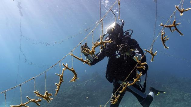 Jamaica’s coral reefs were once among the world’s most celebrated, drawing the attention of travellers from Christopher Columbus to Ian Fleming, who wrote most of his James Bond novels on Jamaica’s northern coast in the 1950s and ‘60s. In 1965, the country became the site of the first global research hub for coral reefs, the Discovery Bay Marine Lab, now associated with the University of the West Indies. (David J. Phillip / AP)