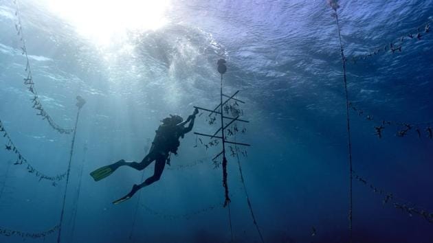 Diver Lenford DaCosta cleans up lines of staghorn coral. After a series of natural and man-made disasters in the 1980s and 1990s, Jamaica lost 85% of its once-bountiful coral reefs. Meanwhile, fish catches declined to a sixth of what they had been in the 1950s, pushing families that depend on seafood closer to poverty. The delicate labor of the coral gardener is only one part of restoring a reef and the most straightforward at that. (David J. Phillip / AP)