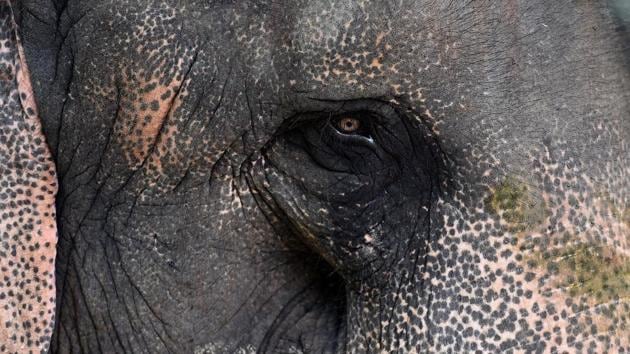 DCP (east) Jasmeet Singh said, “The elephant was handed over to forest officials after the rescue and was provided protection. Her mahout Saddam has been arrested.” Later in the day, a Delhi court handed Saddam over to the police for custodial interrogation. “Lakshmi’s caretaker Yusuf Ali and his son Shakir are still at large and efforts are on to nab the duo,” Singh said. (Raj K Raj / HT Photo)