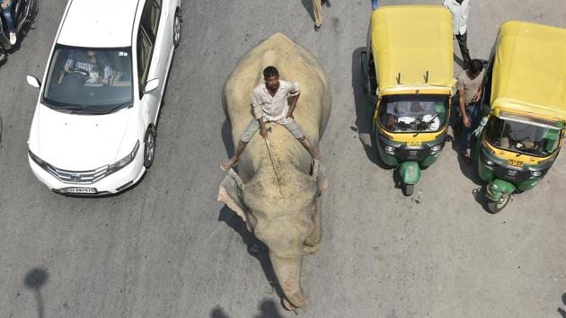 Lakshmi is taken to the Delhi Government Nursery after being found by the Delhi forest department. Early Wednesday morning at the Shakarpur police station, where the elephant was kept, several locals came to sneak a peek. The station complex teemed with locals until forest and wildlife department officials reached the spot. (Raj K Raj / HT Photo)