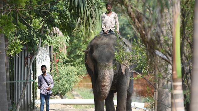 Lakshmi arrives at Government Nursery. She was taken to the police compound, and later taken out on foot, with the mahout’s assistant riding on her in a procession with six teams of police and wildlife department following her journey to ITO nursery. A convoy of government vehicles and policemen accompanied the elephant to make sure it reached without further trouble. (Raj K Raj / HT Photo)