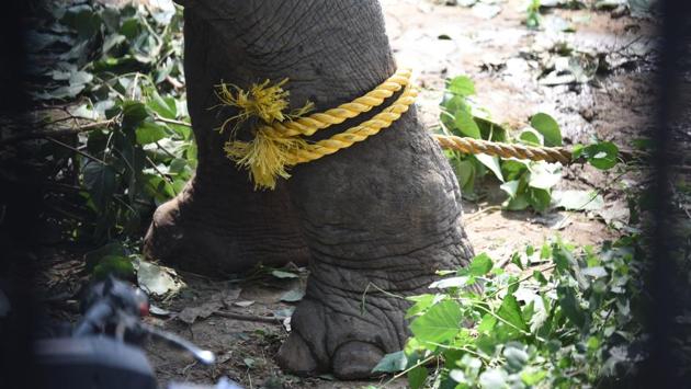 A fortnight ago, wildlife officials said, they got a tip-off that Lakshmi was in the Yamuna floodplains and being used commercially at weddings and Ganesh Chaturthi events. They sent informers as decoy customers and struck a deal with the caretaker. However, they somehow got wind of the plan and moved the animal. Meanwhile, Ali’s family alleges that officials hurt the animal while trying to transport her. (Raj K Raj / HT Photo)