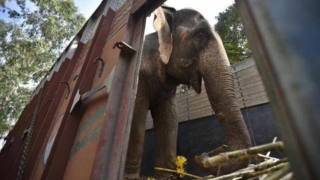 “A medical examination of the elephant was conducted, which approved that she was fit to travel. It took us almost four hours to finally get her to climb the truck to transport it to Haryana,” said a senior wildlife officer. The truck, had been laid with layers of mud, sugarcane, watermelons, cucumber, bananas, green fodder and enough water to make the road journey comfortable. (Raj K Raj / HT Photo)