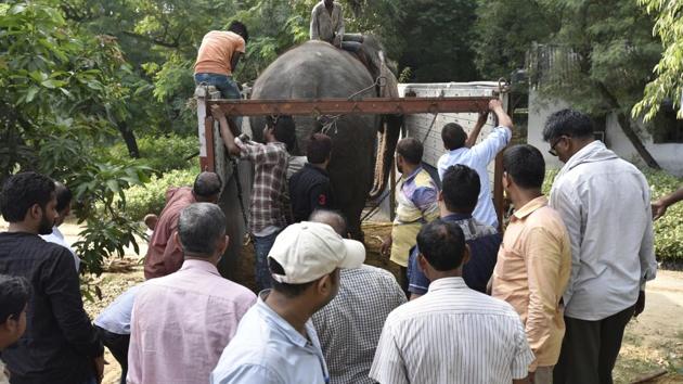 Lakshmi being led onto a truck. Once at the nursery, Lakshmi was fed a dozen bananas and a quintal of sugarcane. A case has been registered against the trio for allegedly fleeing with the elephant from the Shakarpur police station area on July 6. A senior officer from the forest department said the elephant was, all this while, hidden in the Yamuna floodplains, near office of the DCP (east). (Raj K Raj / HT Photo)