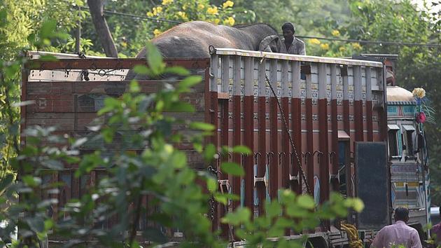 “We will take pursue this matter in court. We have a stay order, and they can’t take it away. Our family has raised the elephant, and is very attached to it,” Ali’s wife Shabana said. The senior wildlife official said that a team from the forest department and five trained mahouts will travel with Lakshmi to Haryana’s Ban Santour rehabilitation centre, where she will be housed permanently. (Raj K Raj / HT Photo)