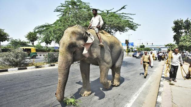 Lakshmi, suffering from a zoonotic viral disease, is Delhi’s last elephant, and was supposed to be “seized” by the forest department for rehabilitation. The move was in accordance with a 2016 Delhi High Court order to take elephants in the city away from human habitation. She went missing just a few days before she was to be shifted to Haryana. (Raj K Raj / HT Photo)