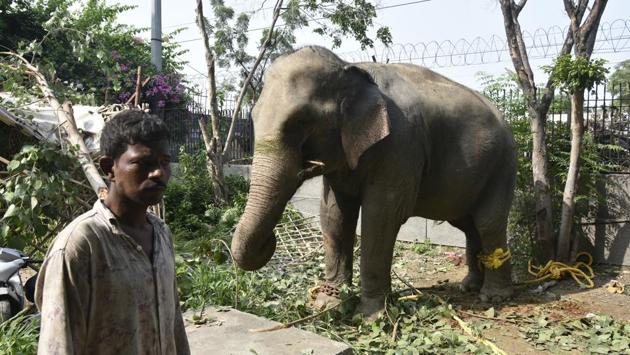 Lakshmi at Shakarpur police station. At the station Lakshmi broke and ate branches in the compound. Residents watched in amazement as her mahout bathed the pachyderm under the hot Delhi sun. The first attempt by teams of forest department accompanied by Wildlife SOS, an NGO, to get Lakshmi out of the police station and on to a truck was met with protests by the family of her caretaker. (Raj K Raj / HT Photo)