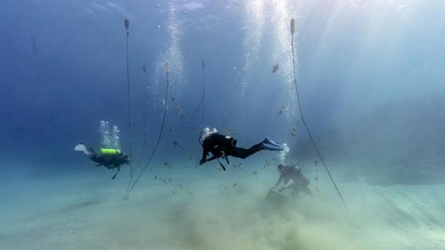 Divers gather coral from a nursery to be transplanted. Almost everyone in Jamaica depends on the sea, including Simpson. The energetic 68-year-old has reinvented himself several times, always making a living from the ocean. Once a spear fisherman and later a scuba-diving instructor, he started working as a “coral gardener” two years ago — part of grassroots efforts to bring Jamaica’s coral reefs back from the brink. (David J. Phillip / AP)