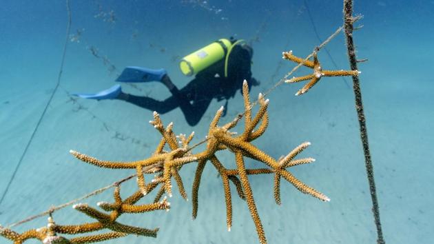 Staghorn coral grows on lines at a coral nursery. Simpson swims down 25 feet carrying a pair of metal shears, fishing line and a plastic crate. When each stub grows to about the size of a human hand, Simpson collects them in his crate to individually “transplant” onto a reef, a process akin to planting each blade of grass in a lawn separately. (David J. Phillip / AP)