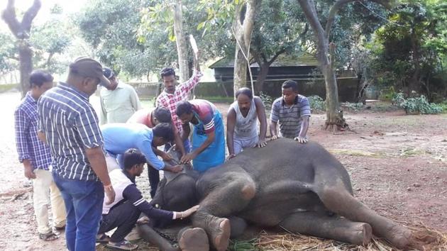 Elephant Kamla died on Thursday at Odisha zoo while undergoing intensive treatment for the herpes virus, taking the death toll due to the deadly virus to three in less than a month(HT Photo)