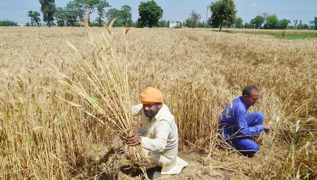 A farmer harvesting his crop in a village in Punjab.(HT FILE PHOTO.)