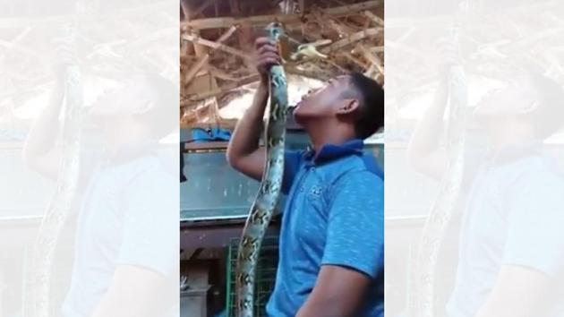 This is an old video that is going viral again.(Facebook/Reptile Hunter)