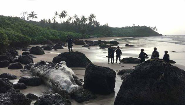 The dwarf sperm whale washed ashore at Bimbel beach in Goa’s Vasco da Gamaon September 9.(HT PHOTO)