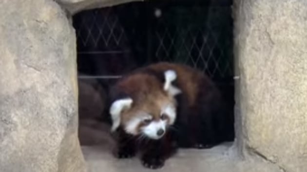 The red panda cub at Milwaukee County Zoo is named Kiki.(Facebook/@MilwaukeeCountyZoo)