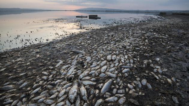 Dead fish lie on the shores of Koroneia Lake in northern Greece. Tens of thousands of dead fish are washing up as the water level has plummeted to less than a meter deep accompanied by a lack of oxygen in the water. (Giannis Papanikos / AP) Dead fish lie on the shores of Koroneia Lake in northern Greece. Tens of thousands of dead fish are washing up as the water level has plummeted to less than a meter deep accompanied by a lack of oxygen in the water. (Giannis Papanikos / AP)