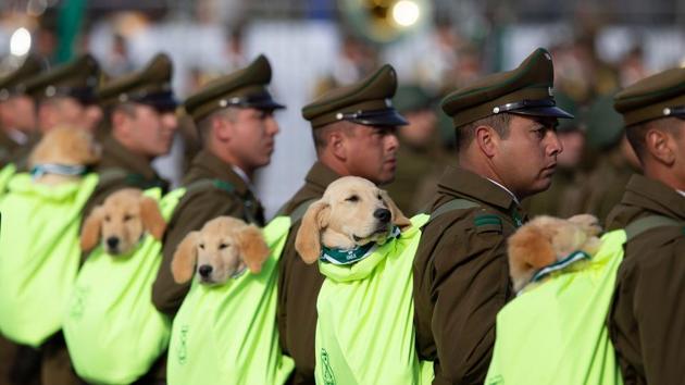 Carabineros police officers march with their sniffer dogs during a military parade in Santiago, at the 209th anniversary of Chile’s independence. (Claudio Reyes / AFP) Carabineros police officers march with their sniffer dogs during a military parade in Santiago, at the 209th anniversary of Chile’s independence. (Claudio Reyes / AFP)