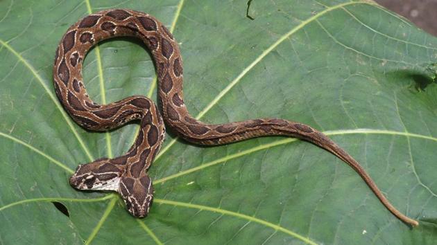 Two-headed poisonous Russell Viper snake that has been rescued by animal lovers Harish Jadhav and Sandeep Pandit from a footpath and handed over to the War Rescue Foundation, in Kalyan, Maharashtra. (Rishikesh Choudhary / HT Photo) Two-headed poisonous Russell Viper snake that has been rescued by animal lovers Harish Jadhav and Sandeep Pandit from a footpath and handed over to the War Rescue Foundation, in Kalyan, Maharashtra. (Rishikesh Choudhary / HT Photo)