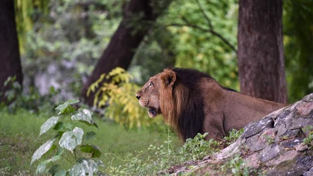 Asiatic lion ‘Ambar' looks on in the open enclosure at the Kamla Nehru Zoological Garden, in Ahmedabad, Gujarat. (Sam Panthaky / AFP) Asiatic lion ‘Ambar' looks on in the open enclosure at the Kamla Nehru Zoological Garden, in Ahmedabad, Gujarat. (Sam Panthaky / AFP)