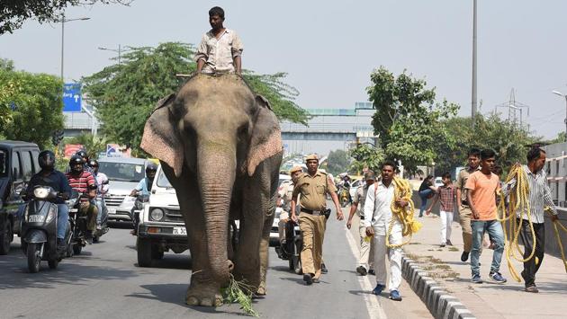 Elephant Lakshmi being taken to the ITO nursery after it was found by the Delhi forest department, at Vikas Marg, Shakarpur, in New Delhi. (Raj K Raj / HT Photo) Elephant Lakshmi being taken to the ITO nursery after it was found by the Delhi forest department, at Vikas Marg, Shakarpur, in New Delhi. (Raj K Raj / HT Photo)