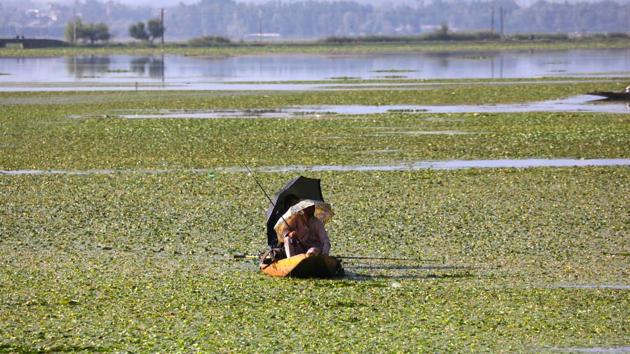 Men fish in Dal lake, in Srinagar, Jammu and Kashmir. (Waseem Andrabi / HT Photo) Men fish in Dal lake, in Srinagar, Jammu and Kashmir. (Waseem Andrabi / HT Photo)