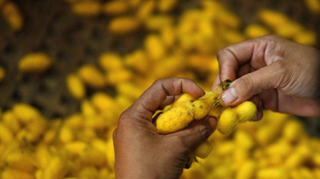 A worker separates yellow silkworm cocoons. Dozens of workers, mostly women, in the bustling workshops stir the vats, gently unwinding the fibre from the cocoons through clouds of rising steam. (Manan Vatsyayana / AFP)
