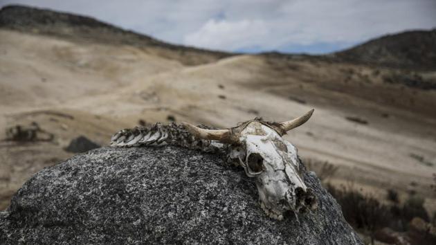 The bones of an animal lie on a rock near the Humboldt glacier. “Every week, someone asks me why I haven’t left,” said Alejandra Melfo, a physicist at the University of the Andes. Not now, she tells anyone who asks. “Climate change is real and has to be documented,” she says. “We have to be there.” (Rodrigo Abd / AP) The bones of an animal lie on a rock near the Humboldt glacier. “Every week, someone asks me why I haven’t left,” said Alejandra Melfo, a physicist at the University of the Andes. Not now, she tells anyone who asks. “Climate change is real and has to be documented,” she says. “We have to be there.” (Rodrigo Abd / AP)
