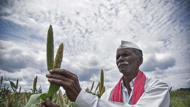 Sonaji Jamdade, a farmer of Rajuri Navgan village checks millet crop in Beed, India.(Pratham Gokhale/HT Photo)
