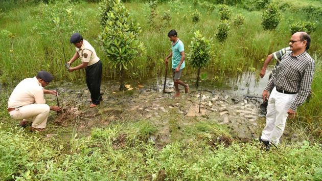 Forest department officials plant mangrove saplings at Airoli. “Mangroves are the first line of defence against flooding and we don’t have any other options,” Patil said at Airoli on Mumbai’s fringe. “Even a boundary wall cannot protect the city as much as mangroves.” He said there are now more than 30,000 hectares of mangroves after boosting cover in the state by 82% between 2015 and 2017. (Indranil Mukherjee / AFP) Forest department officials plant mangrove saplings at Airoli. “Mangroves are the first line of defence against flooding and we don’t have any other options,” Patil said at Airoli on Mumbai’s fringe. “Even a boundary wall cannot protect the city as much as mangroves.” He said there are now more than 30,000 hectares of mangroves after boosting cover in the state by 82% between 2015 and 2017. (Indranil Mukherjee / AFP)