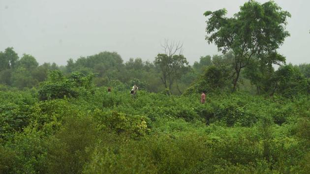People walk through a mangrove plantation at Belapur in Navi Mumbai. Mangroves act as sponges to soak up excess rain and stormwater, and hundreds of thousands of saline-resistant trees and shrubs have been planted in a bid to create tropical tidal forests as a buffer against sea surges. Forestry officer D.R. Patil and his 300 staff wade through knee-deep water to plant the trees and make sure they are protected. (Indranil Mukherjee / AFP) People walk through a mangrove plantation at Belapur in Navi Mumbai. Mangroves act as sponges to soak up excess rain and stormwater, and hundreds of thousands of saline-resistant trees and shrubs have been planted in a bid to create tropical tidal forests as a buffer against sea surges. Forestry officer D.R. Patil and his 300 staff wade through knee-deep water to plant the trees and make sure they are protected. (Indranil Mukherjee / AFP)