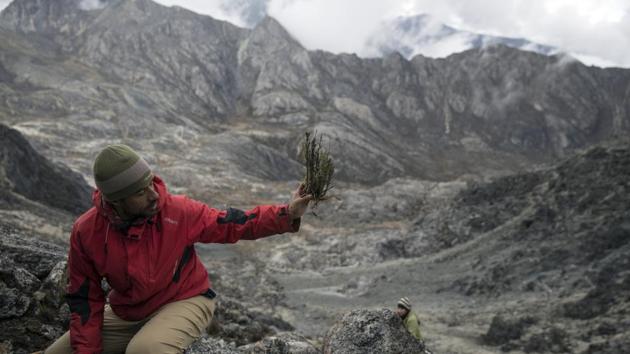 Scientist Eloy Torres shows a plant sample to a colleague. The region is one of the front lines of climate change. Glaciers here have been retreating faster than most others because tropical latitudes get more direct sunlight and radiation. When a glacier melts away, at first only bedrock is left behind — sometimes rough gravel and sometimes smooth rock, worn down by centuries or millenniums of grinding ice. (Rodrigo Abd / AP) Scientist Eloy Torres shows a plant sample to a colleague. The region is one of the front lines of climate change. Glaciers here have been retreating faster than most others because tropical latitudes get more direct sunlight and radiation. When a glacier melts away, at first only bedrock is left behind — sometimes rough gravel and sometimes smooth rock, worn down by centuries or millenniums of grinding ice. (Rodrigo Abd / AP)