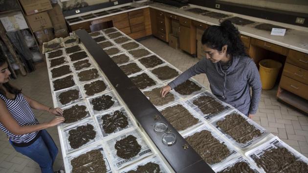 Scientists Cherry Andrea Rojas (R), and Mariana Cardenas, organize soil samples. On the rocks left behind, the scientists think a new ecosystem resembling the paramos may eventually develop. But there are many questions still to answer: Will it take decades to form new soil? Can plant and animal species that thrive at lower elevations also survive further upslope? Will they be able to adapt to continually changing temperatures? (Rodigo Abd / AP) Scientists Cherry Andrea Rojas (R), and Mariana Cardenas, organize soil samples. On the rocks left behind, the scientists think a new ecosystem resembling the paramos may eventually develop. But there are many questions still to answer: Will it take decades to form new soil? Can plant and animal species that thrive at lower elevations also survive further upslope? Will they be able to adapt to continually changing temperatures? (Rodigo Abd / AP)