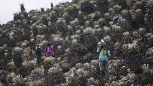 While most tundras have sparse vegetation, the paramos is famous for striking plants called frailejones that can be taller than humans and resemble a cross between a cactus and a palm tree. These mountain grasslands also store and release water that sustains the cities and croplands further downslope. (Rodrigo Abd / AP) While most tundras have sparse vegetation, the paramos is famous for striking plants called frailejones that can be taller than humans and resemble a cross between a cactus and a palm tree. These mountain grasslands also store and release water that sustains the cities and croplands further downslope. (Rodrigo Abd / AP)