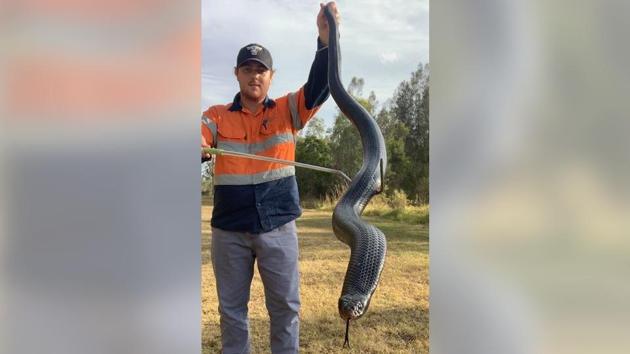 Red-bellied black snakes are among the country’s most handsome but least venomous reptiles.(Reuters) Red-bellied black snakes are among the country’s most handsome but least venomous reptiles.(Reuters)