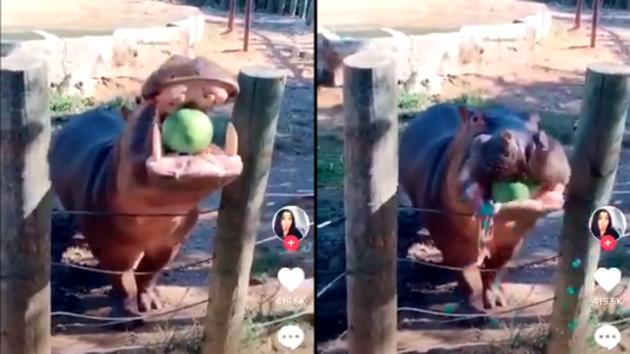 “I did it. I found the worst gender reveal,” says Twitter user Ana Bretón who shared the clip. (Twitter/Ana Bretón) “I did it. I found the worst gender reveal,” says Twitter user Ana Bretón who shared the clip. (Twitter/Ana Bretón)