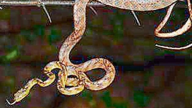 New cat snake species found; named after Uddhav Thackeray's son