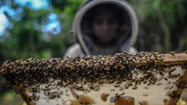 Covered from head to toe in a protective suit, Yina Ortiz peers through a veil to check in on her beehive. It is one of hundreds that form a lifeline for her remote village, helping to heal the wounds of one of the Colombian conflict’s most brutal atrocities. Rightwing paramilitaries stormed the village 18 years ago and hacked 27 people to death, accusing them of collaborating with leftist guerrillas. (Juan Barreto / AFP) Covered from head to toe in a protective suit, Yina Ortiz peers through a veil to check in on her beehive. It is one of hundreds that form a lifeline for her remote village, helping to heal the wounds of one of the Colombian conflict’s most brutal atrocities. Rightwing paramilitaries stormed the village 18 years ago and hacked 27 people to death, accusing them of collaborating with leftist guerrillas. (Juan Barreto / AFP)