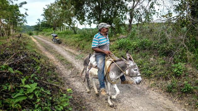 A farmers rides a donkey at the community. Chengue has suffered more than most rural villages from Colombia’s brutal conflict, and remains far from the reach of state institutions. Roads here are little more than sandy tracks. There is no running water, no gas, and regular periods of drought are striking with greater intensity. (Juan Barreto / AFP) A farmers rides a donkey at the community. Chengue has suffered more than most rural villages from Colombia’s brutal conflict, and remains far from the reach of state institutions. Roads here are little more than sandy tracks. There is no running water, no gas, and regular periods of drought are striking with greater intensity. (Juan Barreto / AFP)