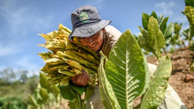 A man collects tobacco leaves at the community of Chengue. For Ortiz, apiculture is a way of “trying to heal the wounds” left over from the war, but it also represents a hope of survival for farmers whose mixed crops of tobacco, yam and cassava are gradually drying up because of global warming. (Juan Barreto / AFP) A man collects tobacco leaves at the community of Chengue. For Ortiz, apiculture is a way of “trying to heal the wounds” left over from the war, but it also represents a hope of survival for farmers whose mixed crops of tobacco, yam and cassava are gradually drying up because of global warming. (Juan Barreto / AFP)