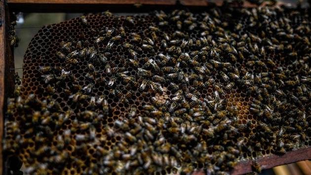 Pesticides used by some farmers pose a challenge to the nascent industry. But the beekeepers are determined to revive the village and brave what nature and climate change throws at them. They have little choice. “I am in the process of returning to the land, to love and to earn my independence,” said Merino, convinced that the women and their bees will yet become “the masters of the territory.” (Juan Barreto / AFP) Pesticides used by some farmers pose a challenge to the nascent industry. But the beekeepers are determined to revive the village and brave what nature and climate change throws at them. They have little choice. “I am in the process of returning to the land, to love and to earn my independence,” said Merino, convinced that the women and their bees will yet become “the masters of the territory.” (Juan Barreto / AFP)
